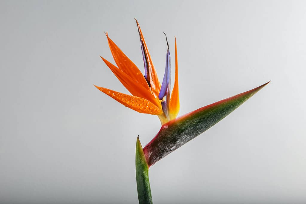 Flores - Land of Flowers at Florida