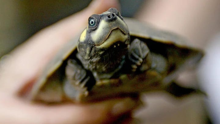 World’s largest known turtle nesting site found in the Amazon